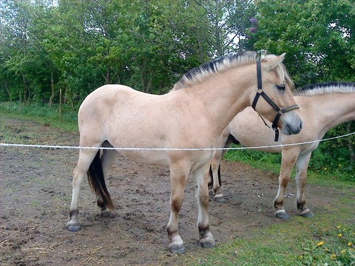 Anden særlig race Rex Yellow star billede 3