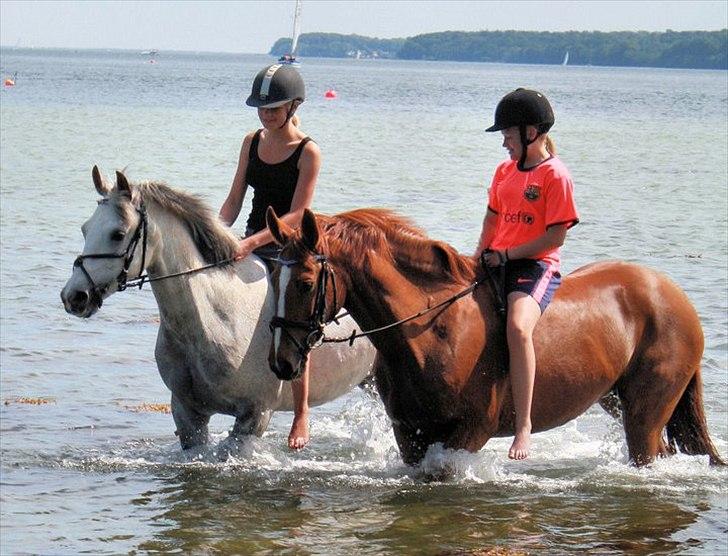 Anden særlig race Red Alert solgt billede 2