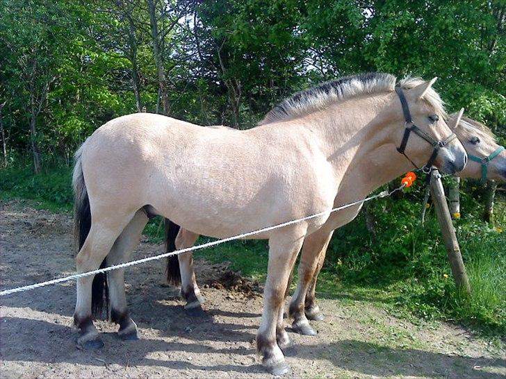 Anden særlig race Rex Yellow star billede 6