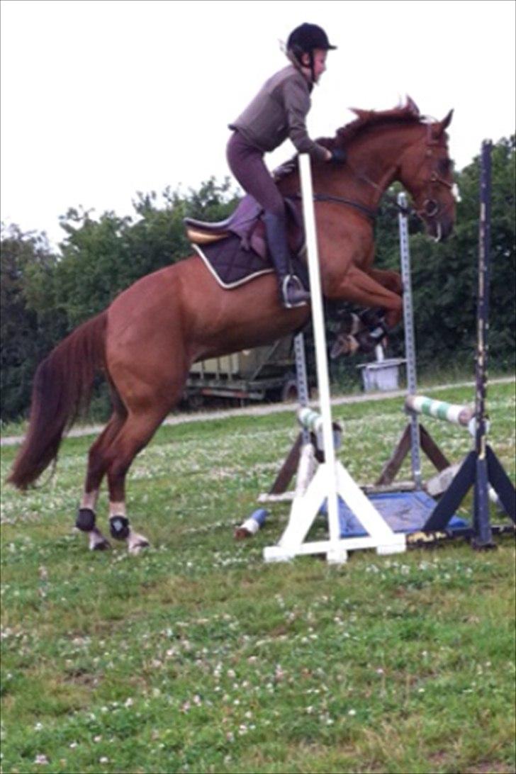 Anden særlig race Red Alert solgt billede 3