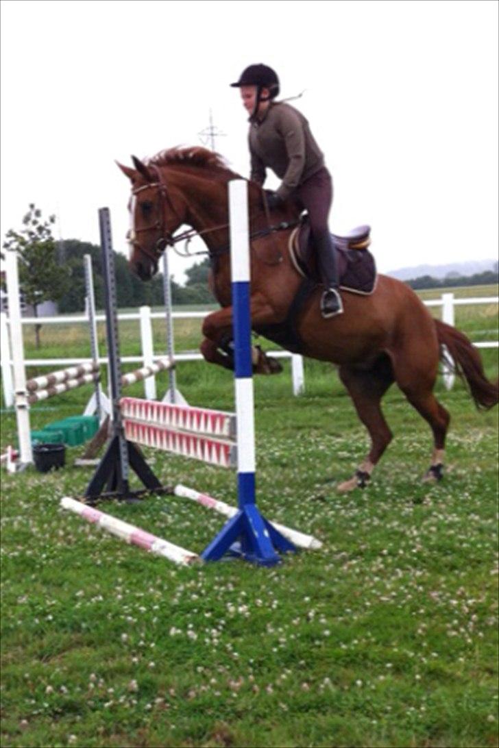 Anden særlig race Red Alert solgt billede 4