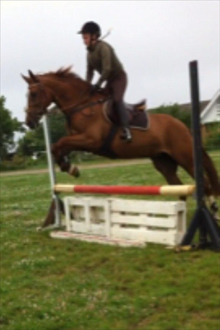 Anden særlig race Red Alert solgt billede 5