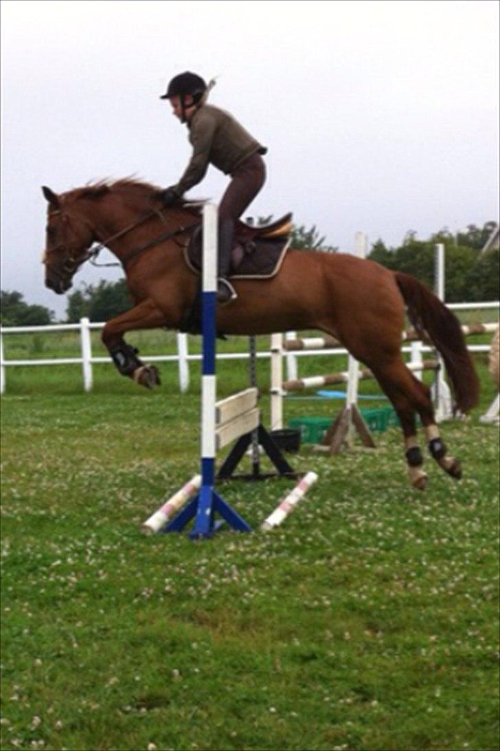 Anden særlig race Red Alert solgt billede 6