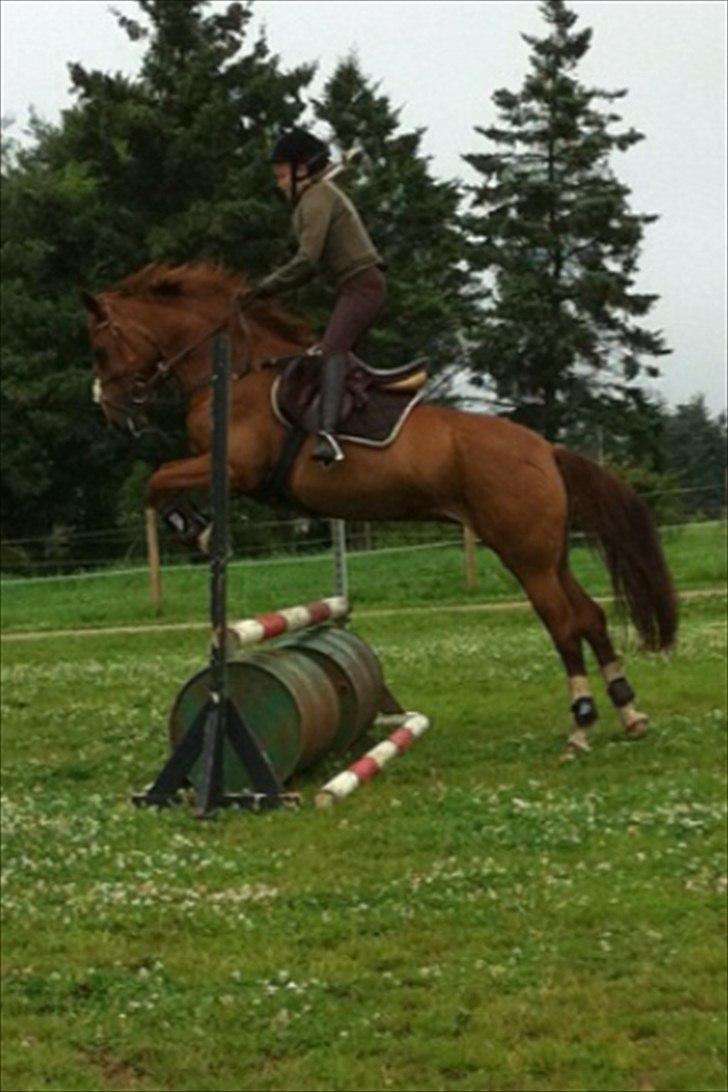 Anden særlig race Red Alert solgt billede 7