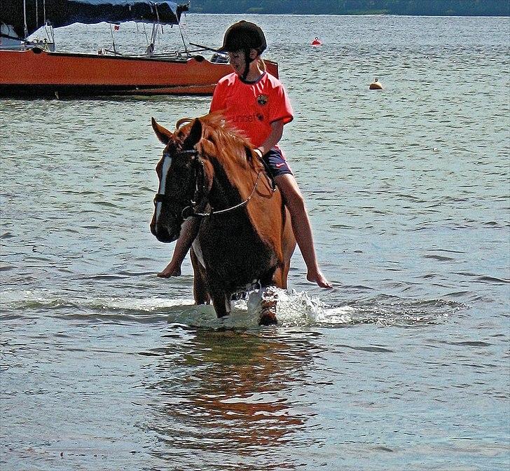 Anden særlig race Red Alert solgt billede 8