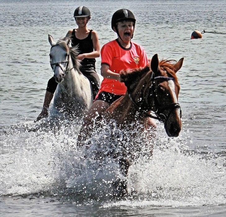 Anden særlig race Red Alert solgt billede 9