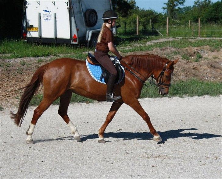 Anden særlig race Red Alert solgt billede 10