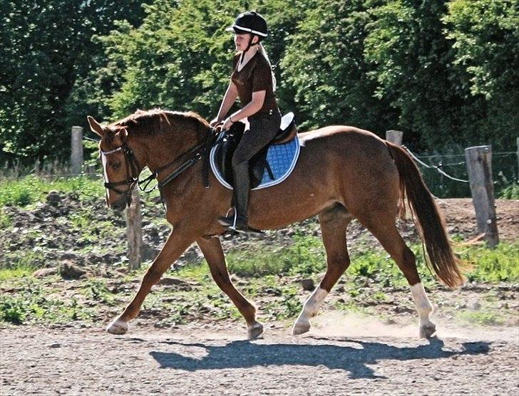 Anden særlig race Red Alert solgt billede 12