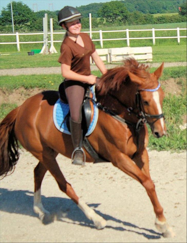 Anden særlig race Red Alert solgt billede 13