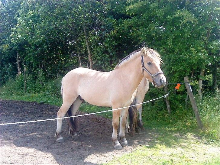 Anden særlig race Rex Yellow star billede 12