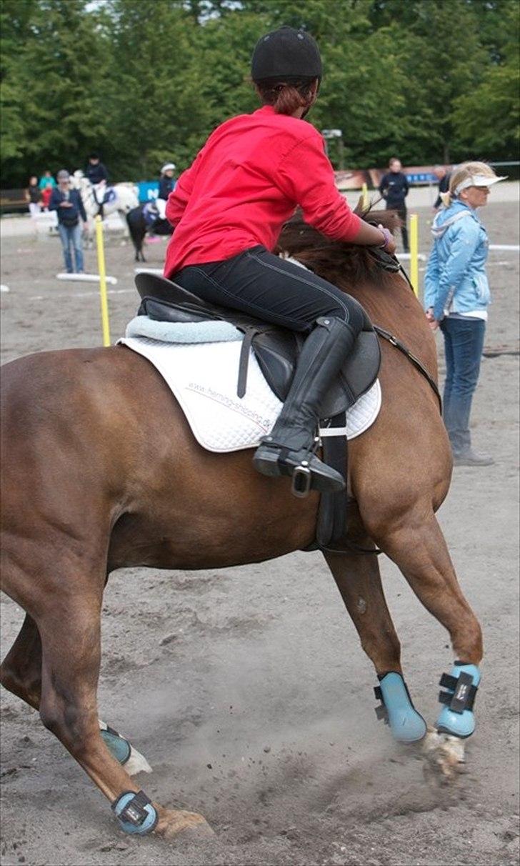 Anden særlig race Irish Image (Uno)  SOLGT:'-( billede 10