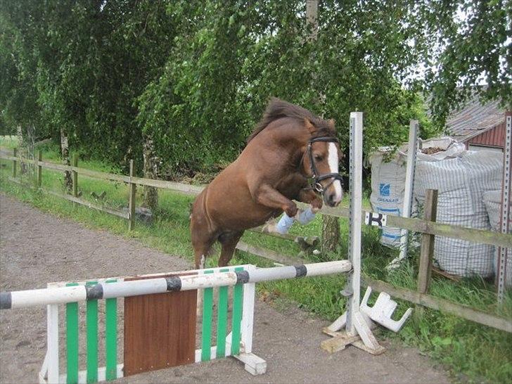Welsh Mountain (sec A) <3Dorthealyst cherry<3Solgt :( billede 16