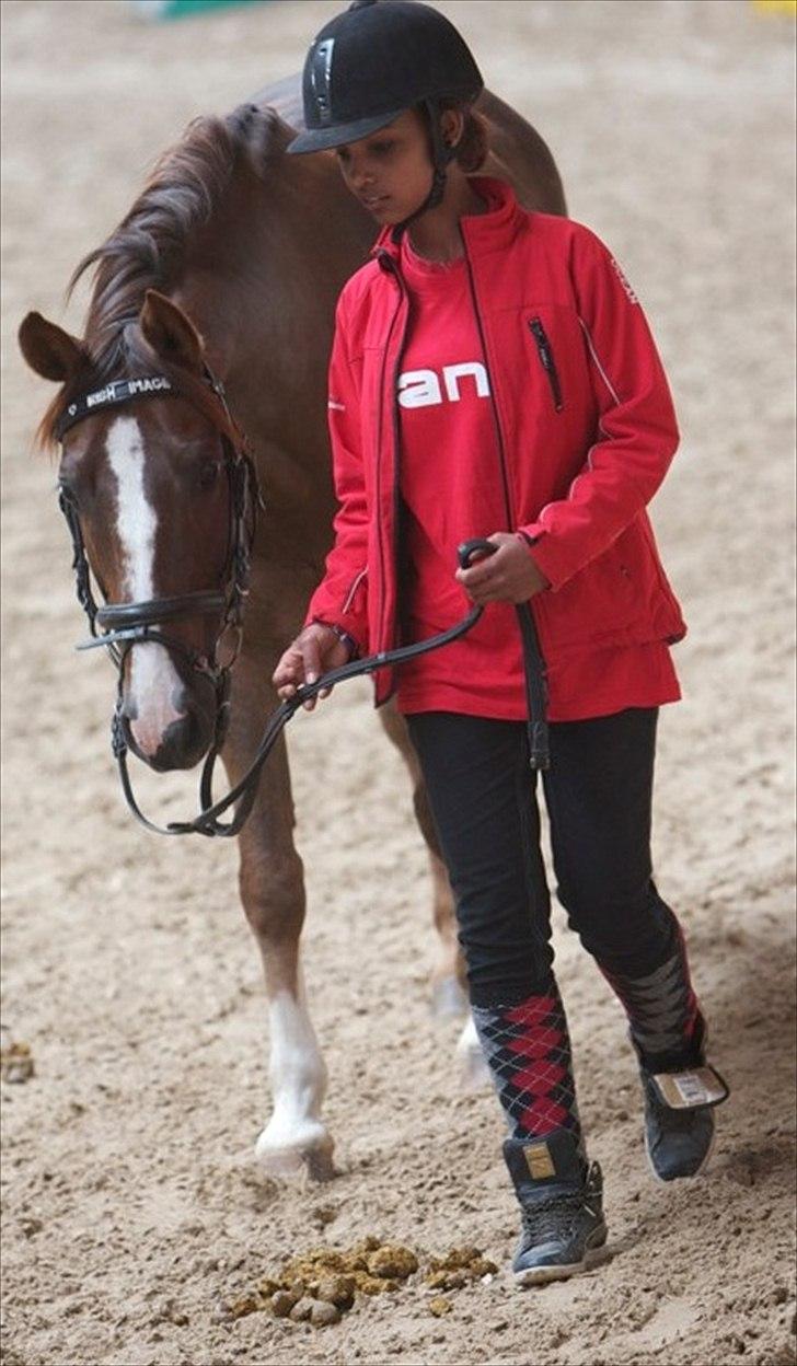 Anden særlig race Irish Image (Uno)  SOLGT:'-( billede 12