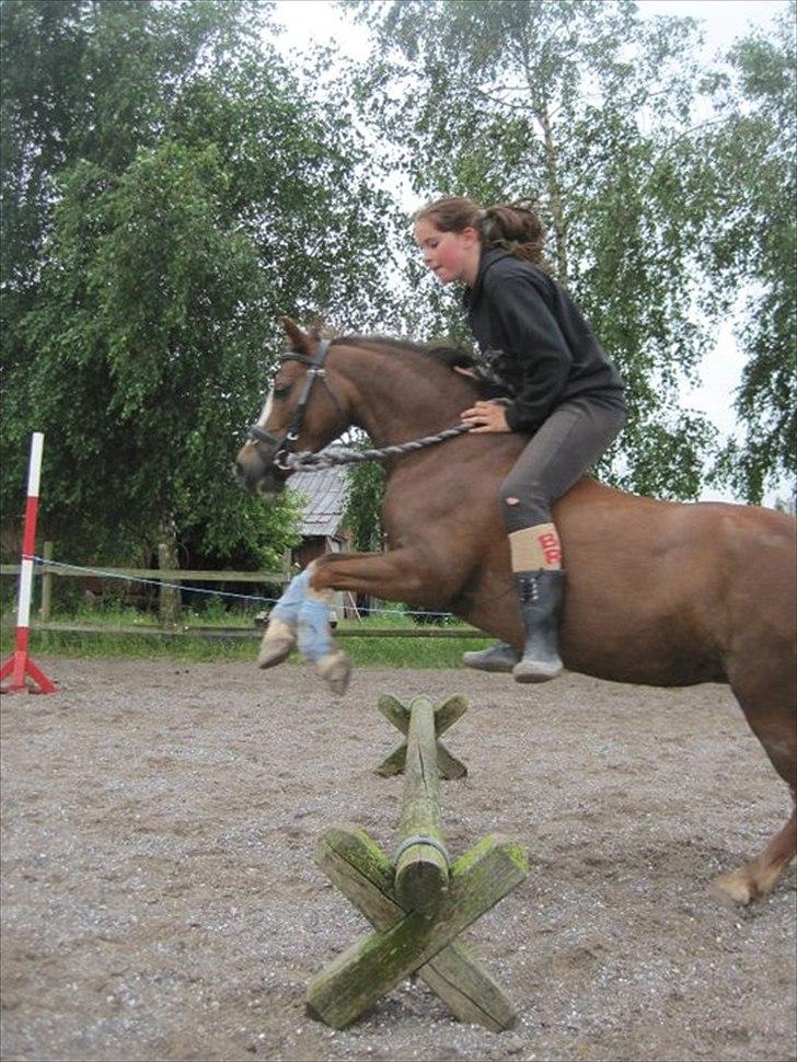 Welsh Mountain (sec A) <3Dorthealyst cherry<3Solgt :( billede 17
