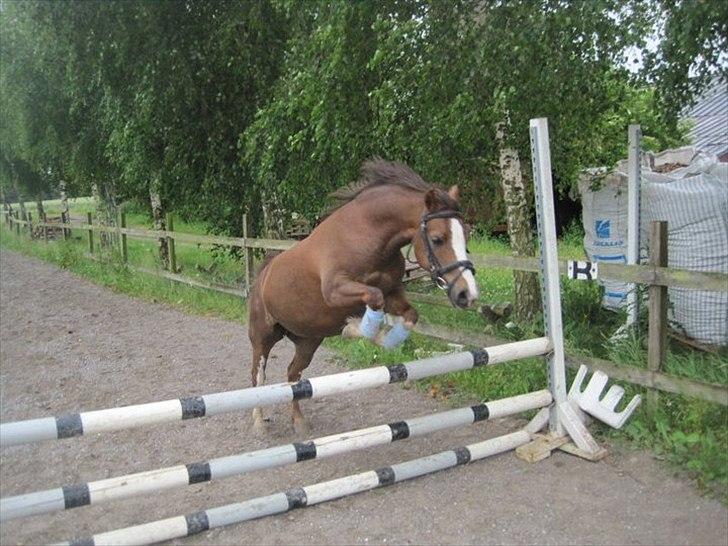 Welsh Mountain (sec A) <3Dorthealyst cherry<3Solgt :( billede 18