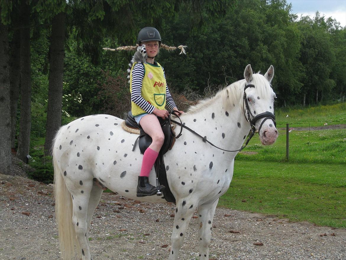 Irsk Sportspony Crocketstown Spotty - kostyme stafet  billede 15