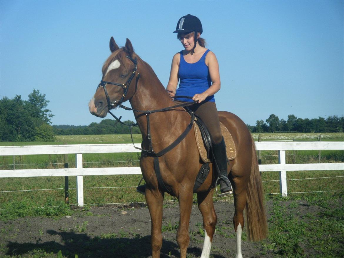Dansk Varmblod Aalykkegaardens Ferrari - Første gang med rytter på:) billede 12