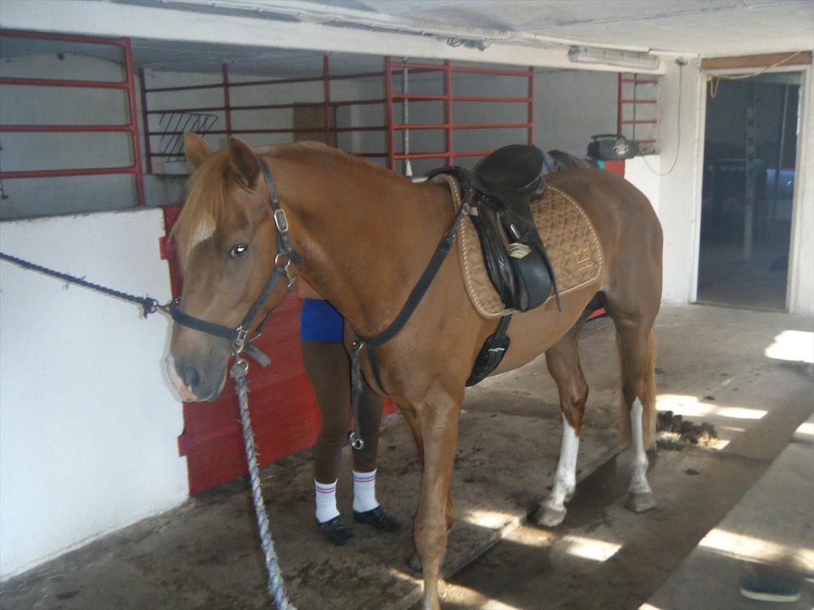 Dansk Varmblod Aalykkegaardens Ferrari - Så på med sadlen også ud og ride:) billede 13
