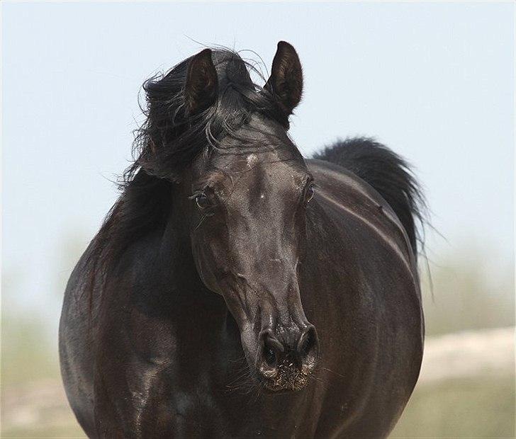 Arabisk fuldblod (OX) CAS Harmony - SOLGT  billede 14