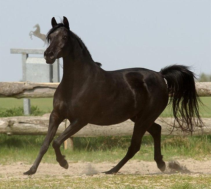 Arabisk fuldblod (OX) CAS Harmony - SOLGT  billede 13