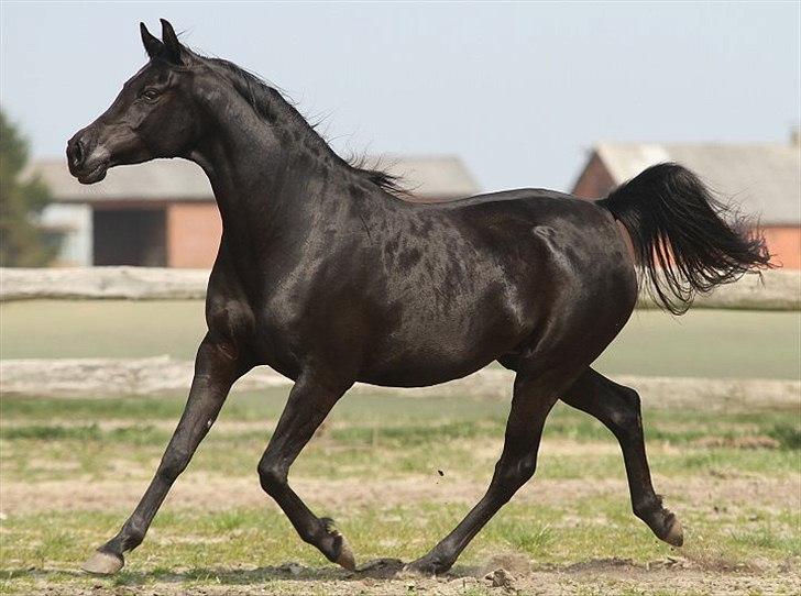 Arabisk fuldblod (OX) CAS Harmony - SOLGT  billede 15