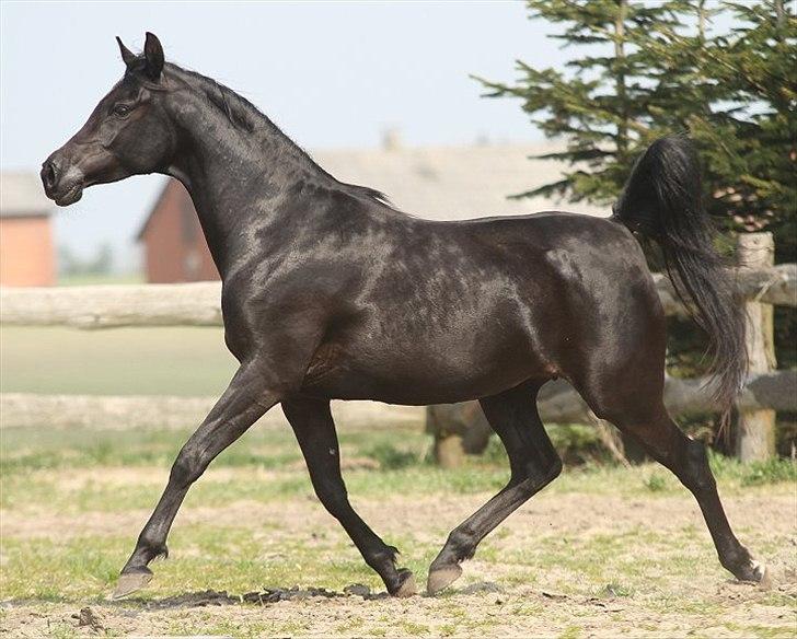 Arabisk fuldblod (OX) CAS Harmony - SOLGT  billede 16