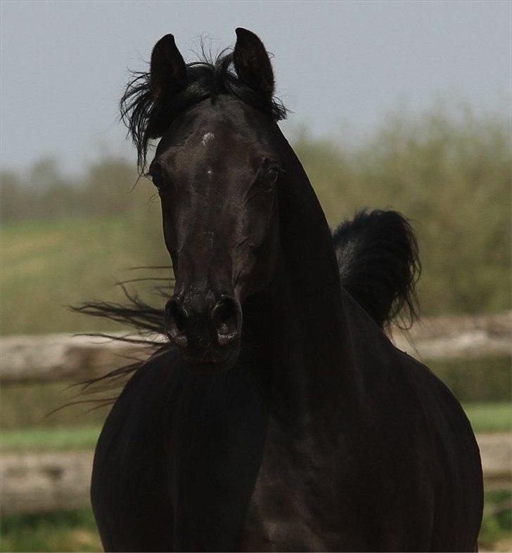 Arabisk fuldblod (OX) CAS Harmony - SOLGT  billede 17