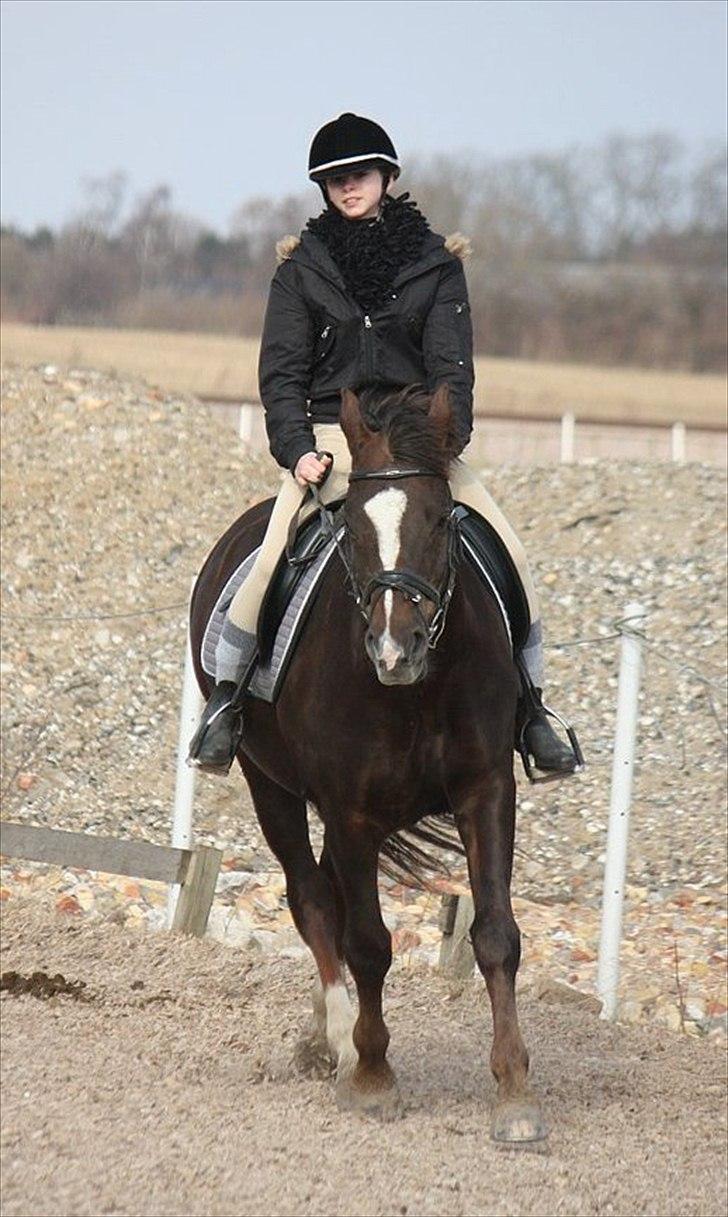 New Forest - Quark»||My Soulmate<3|| billede 10