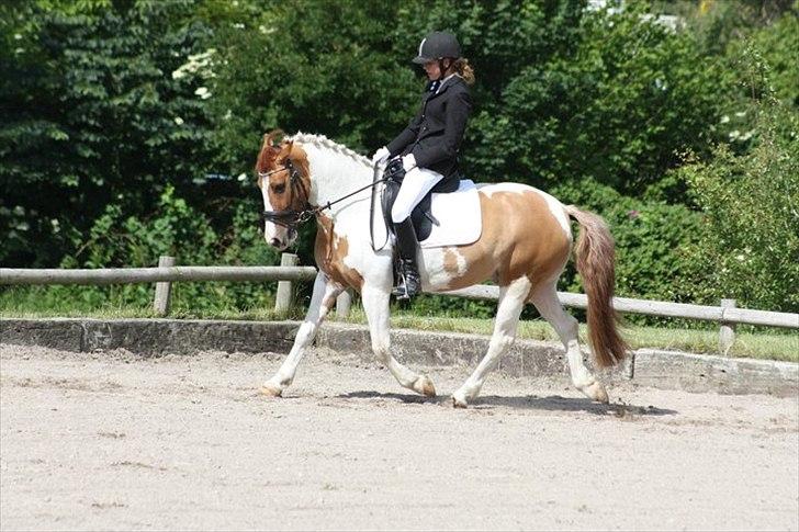 Hollandsk Sportspony Pablo P. (Nuttie)  - 15) han er bar´´lidt lækker:)

lærke red stævne på ham da jeg var ferie billede 10