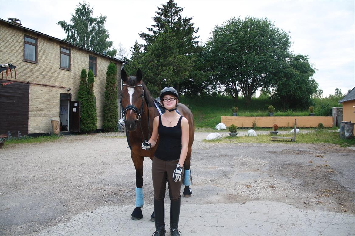 Dansk Varmblod Faithful dream (SOLGT) billede 12