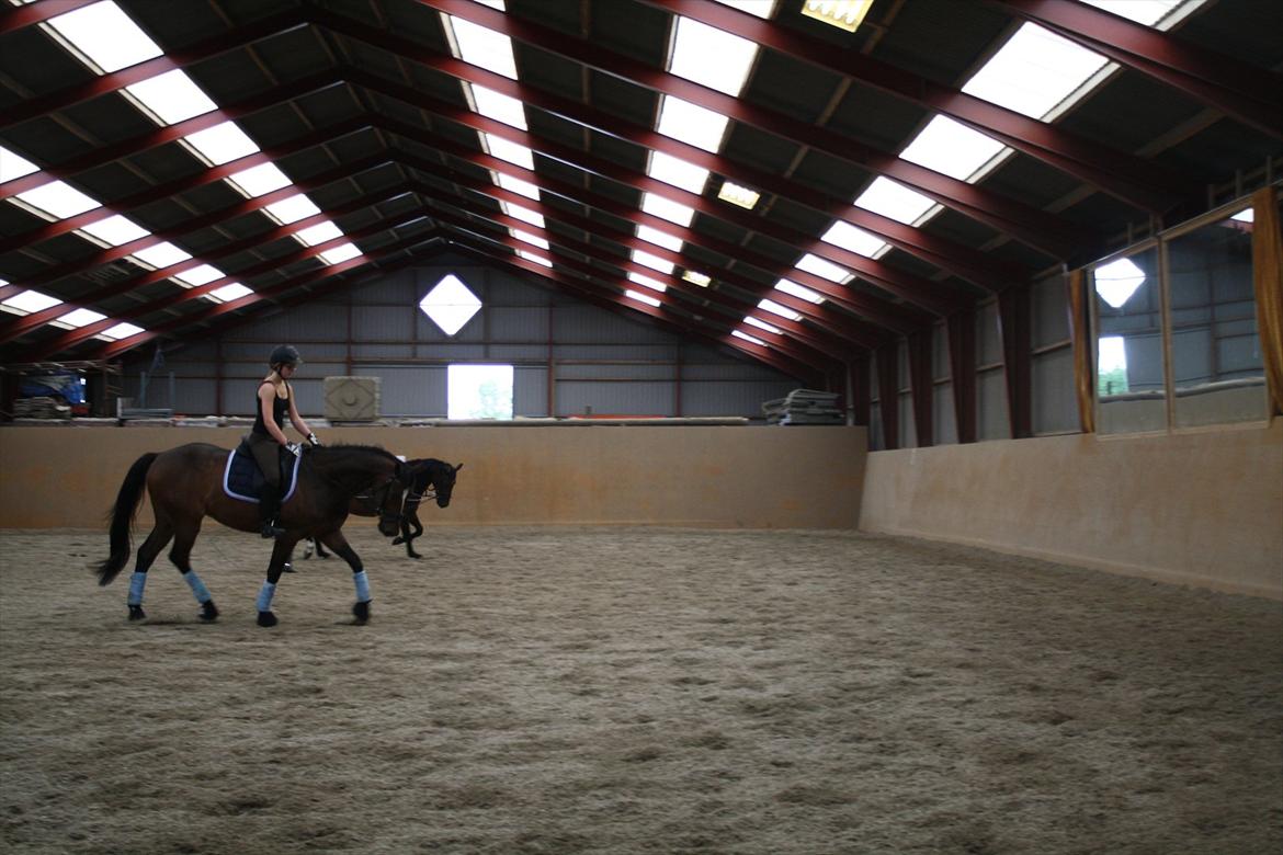 Dansk Varmblod Faithful dream (SOLGT) billede 13