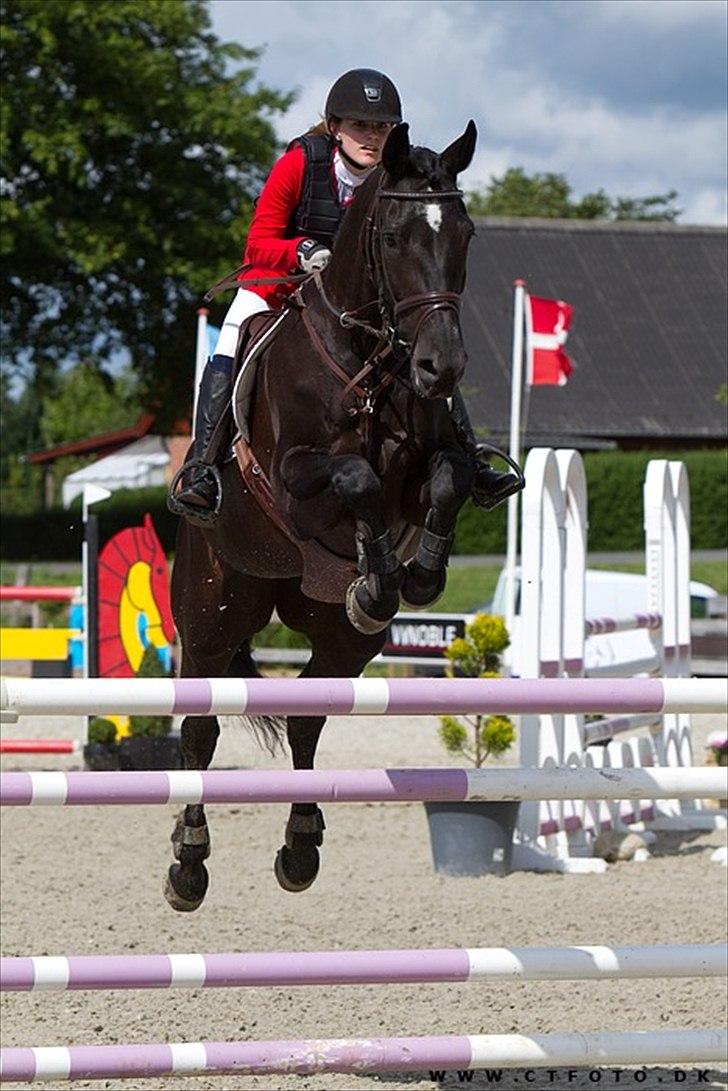 Dansk Varmblod Ancona - CSI** Suså juni 2011 billede 1