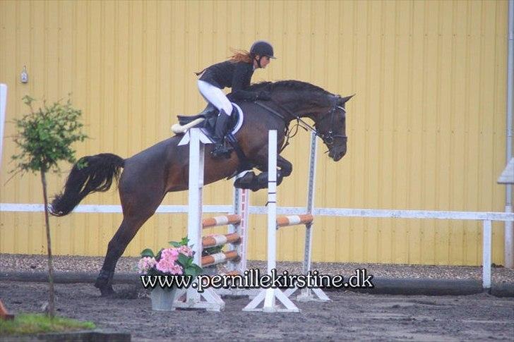 Dansk Varmblod TOFTEGÅRDENS LATINA (SOLGT) billede 8