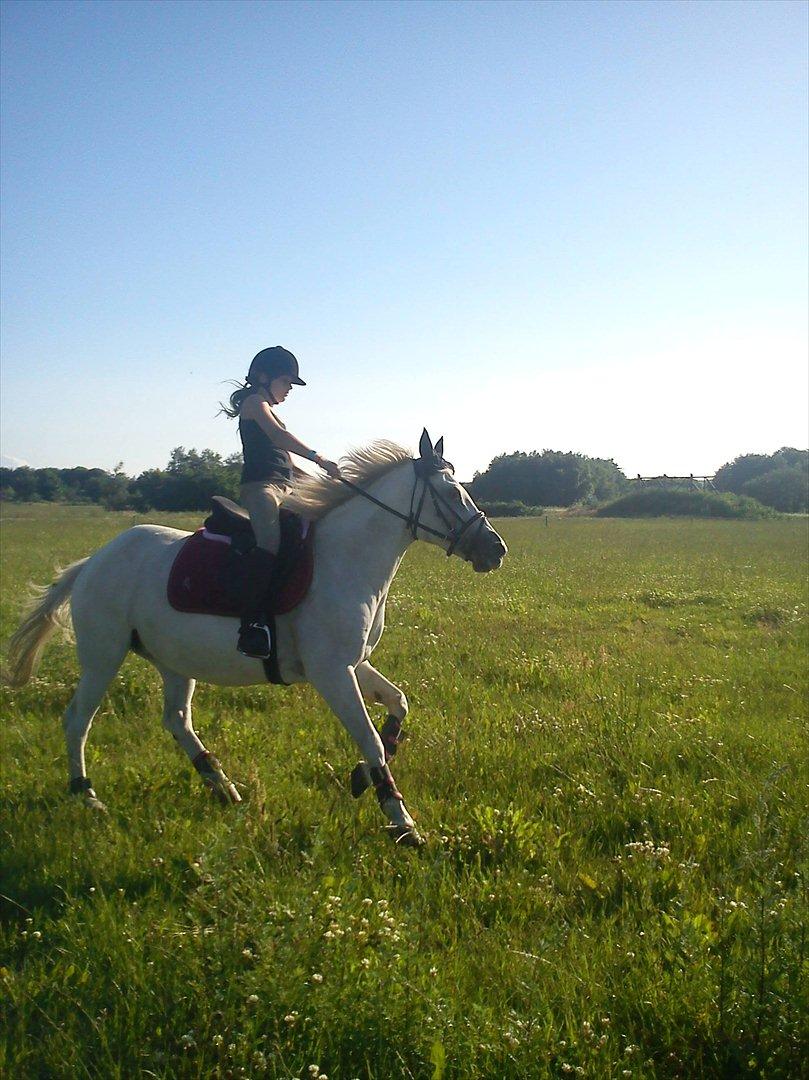 Anden særlig race Viola Snefnug Olsen - Og så fuld galop igen! :) billede 19