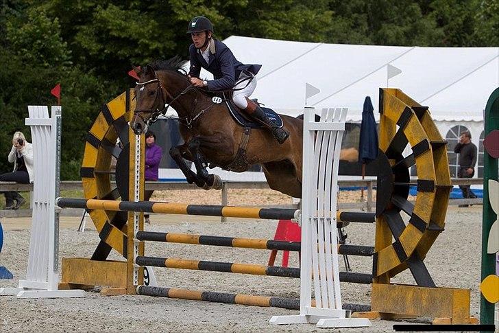 Hollandsk Varmblod Bengel billede 15