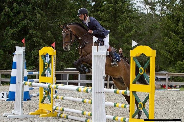 Hollandsk Varmblod Bengel billede 17