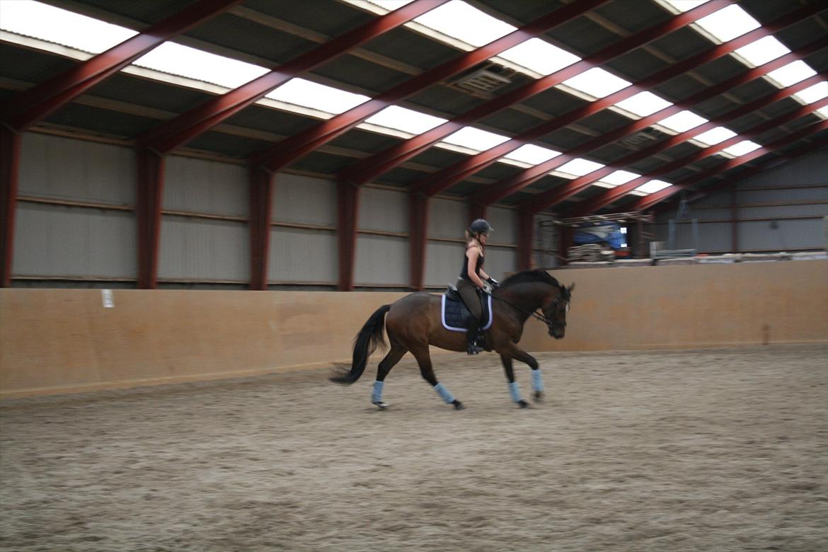 Dansk Varmblod Faithful dream (SOLGT) billede 14