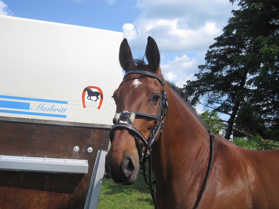 Dansk Varmblod Caparello billede 17