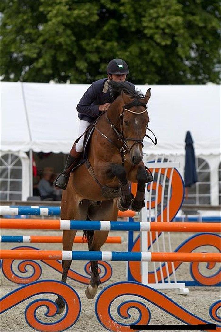 Westfaler Lianto 2 B-Hest billede 14