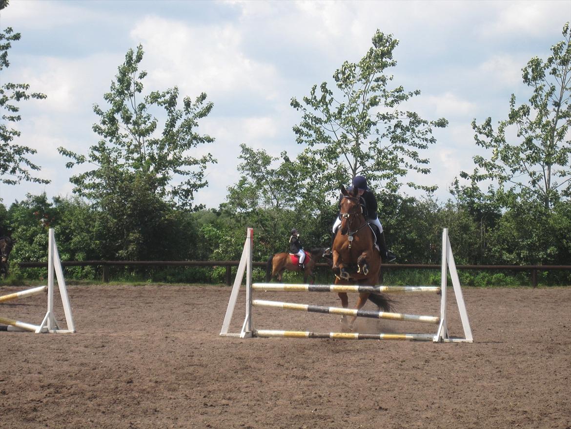 Dansk Varmblod Caparello billede 18