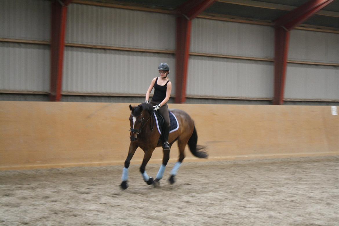 Dansk Varmblod Faithful dream (SOLGT) billede 15