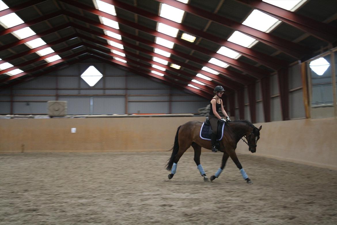 Dansk Varmblod Faithful dream (SOLGT) billede 16