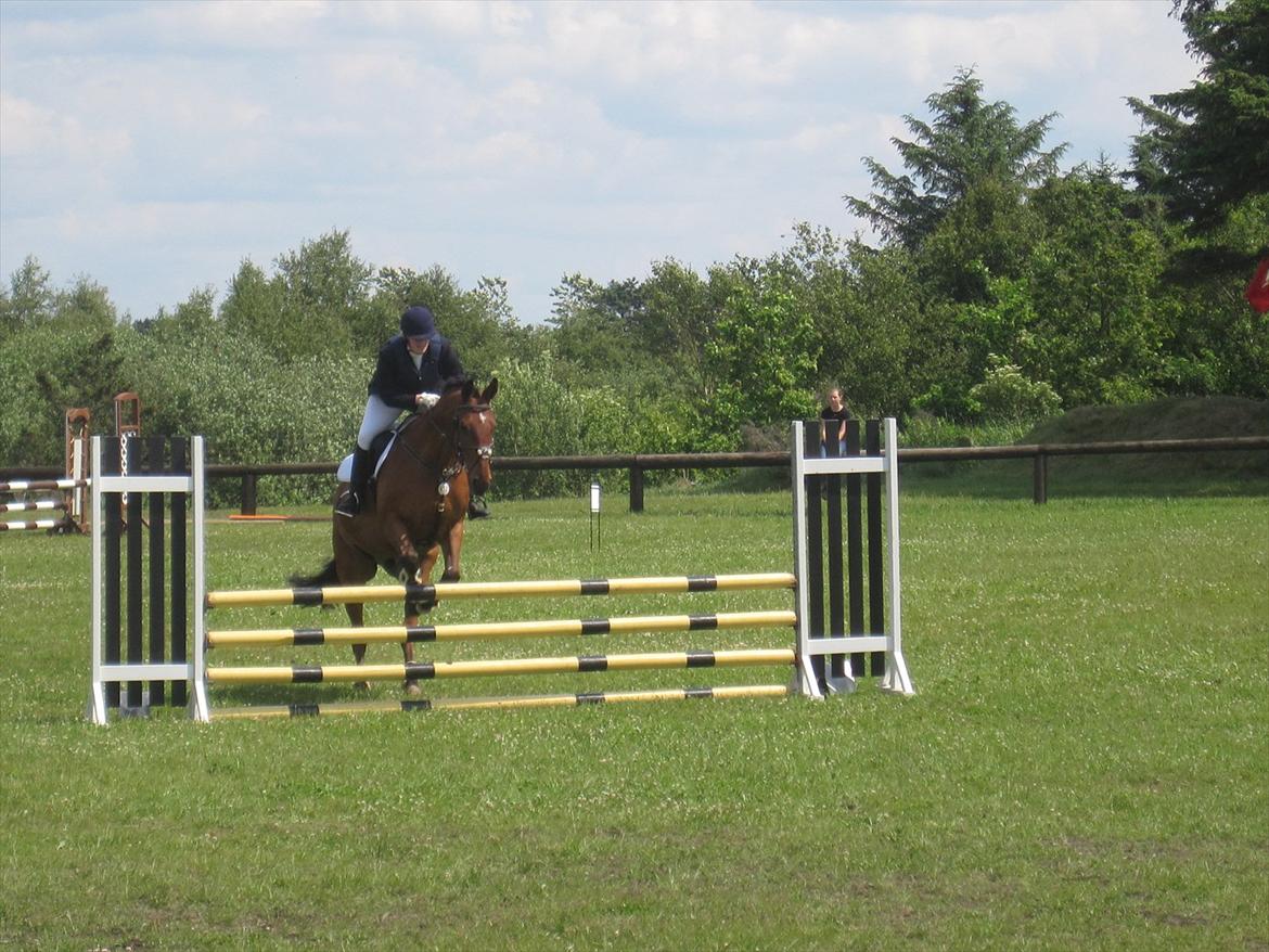 Dansk Varmblod Caparello billede 19