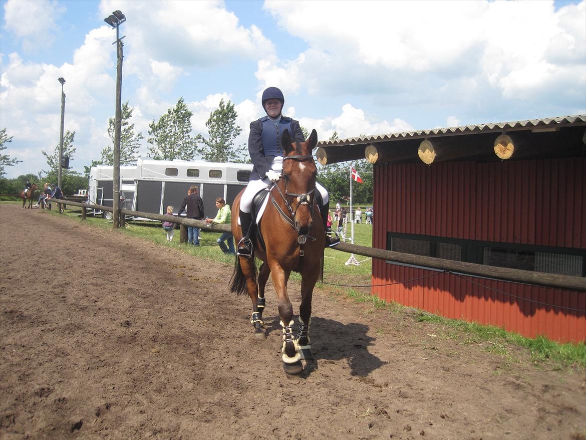 Dansk Varmblod Caparello billede 20