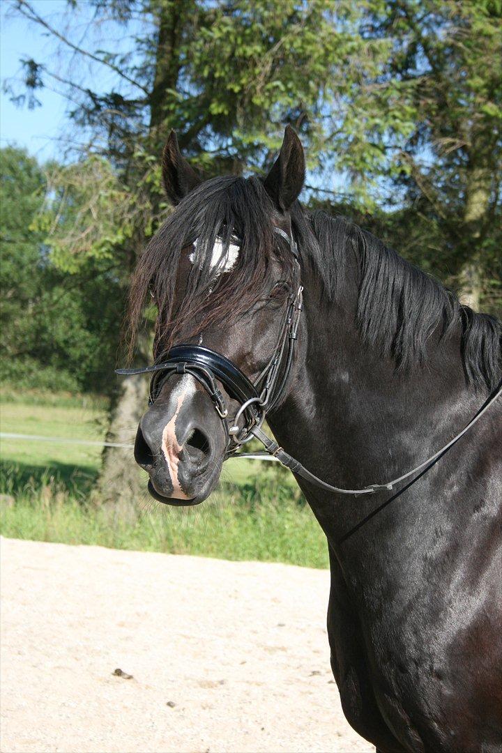 Welsh Cob (sec D) Valhallas Jesse James - D. 5. juli 2011 billede 11