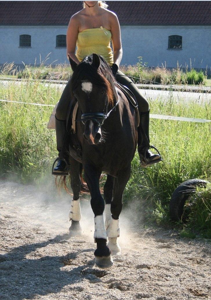 Welsh Cob (sec D) Valhallas Jesse James - D. 5. juli 2011 billede 12