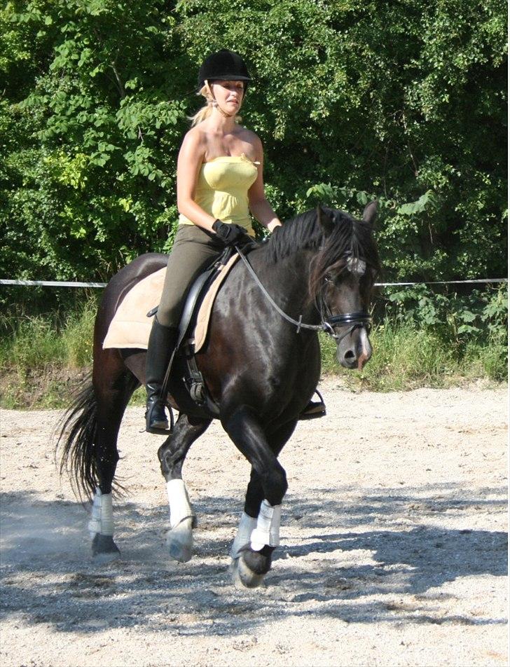 Welsh Cob (sec D) Valhallas Jesse James - D. 5. juli 2011 billede 13