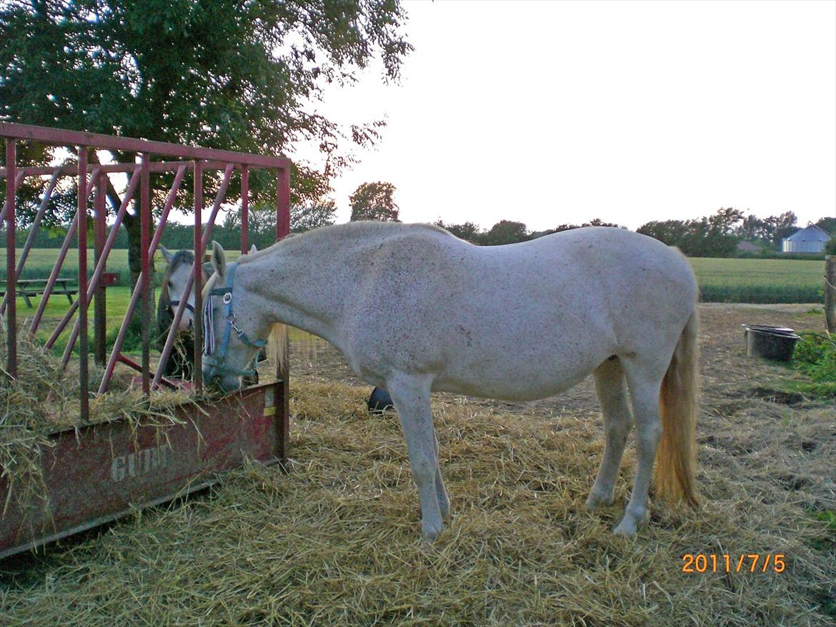 Anden særlig race Ragna billede 20