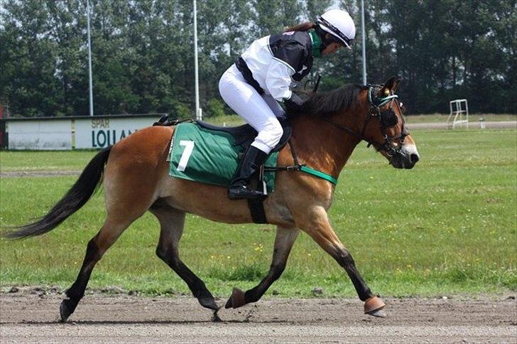 Gotlandsruss Bobbi SOLGT <3 - Velkommen til Bobbi VP´s profil! :-)<3 
Mig og Bobbi til DM på Nykøbing falster!! <3 billede 1
