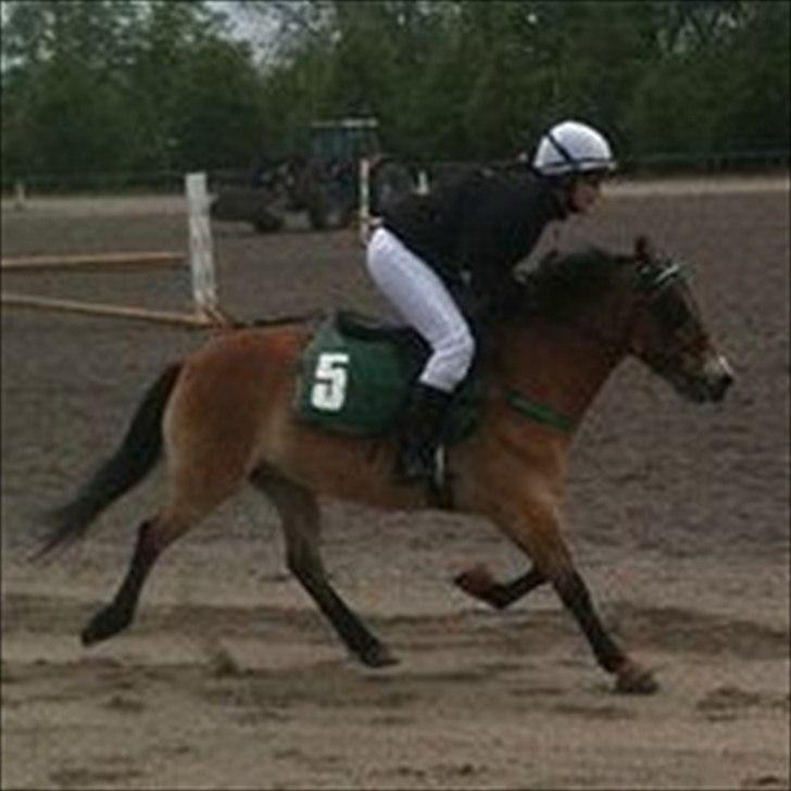 Gotlandsruss Bobbi SOLGT <3 - (NYT!) Mig og Bobbi på JPVB! :-)<3  billede 7